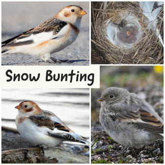 Snow Bunting
